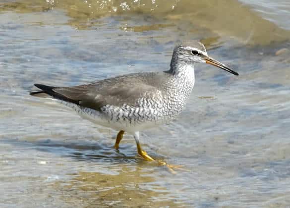 動物図鑑・キアシシギ